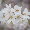 5T0A5310